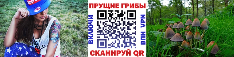 kraken tor  закладки  Нефтекумск  Псилоцибиновые грибы прущие грибы 